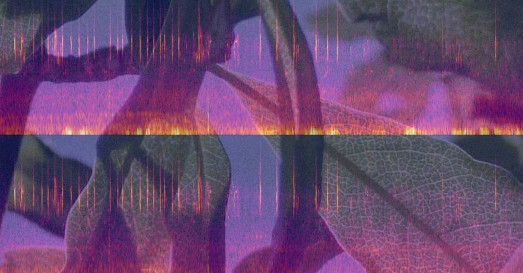 A Houseful of&nbsp;Sparrows